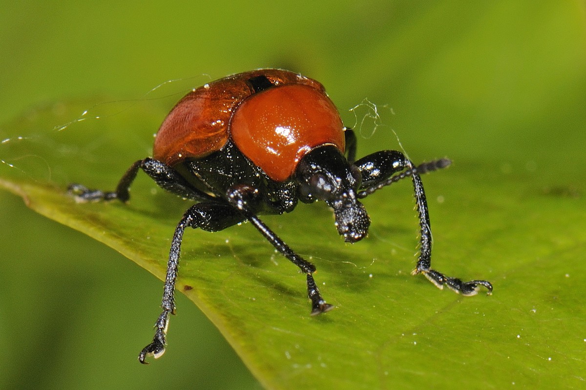Attelabus nitens